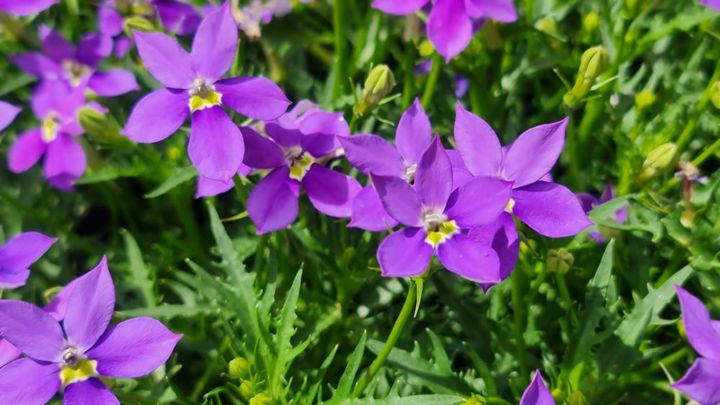 フィズアンドポップ系のイソトマ