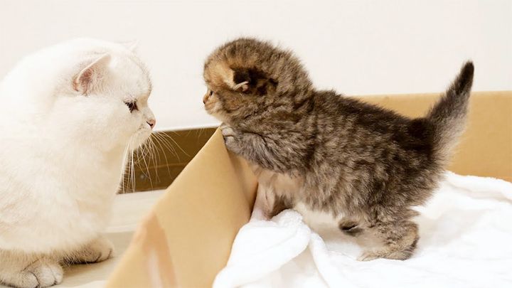 パパ猫に伝えに行く子猫