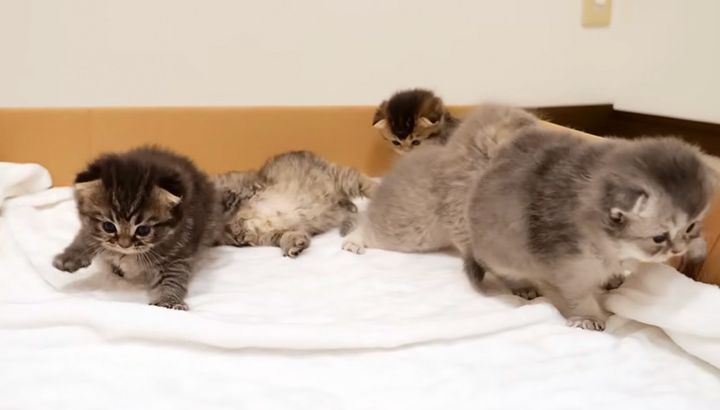 歩けるようになった子猫達