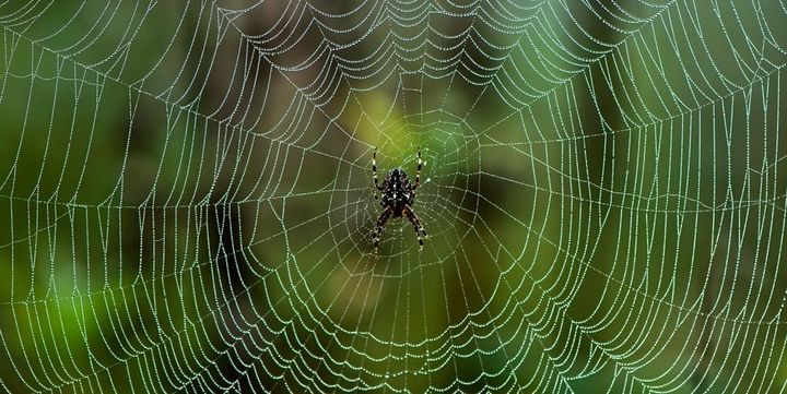 鋼より高い強度の人工クモ糸を開発