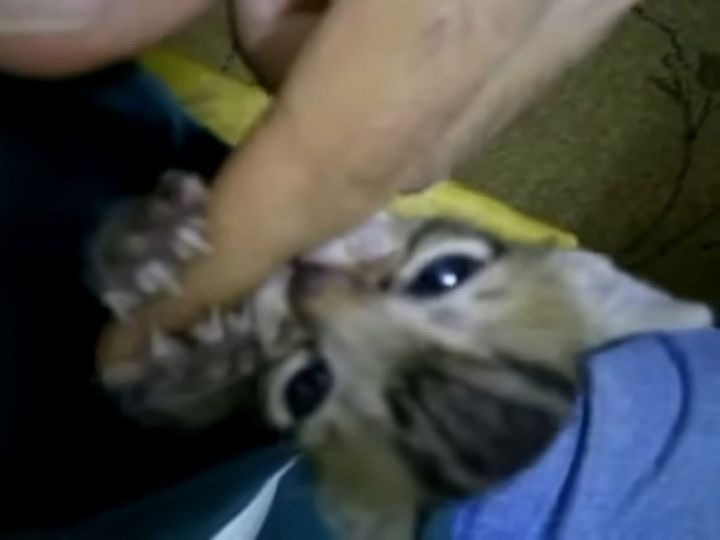 この鋭いまなざしを見よ！