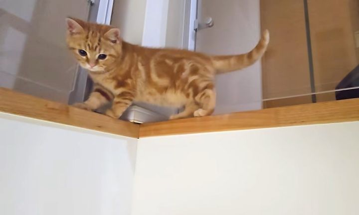 高いところを歩く子猫
