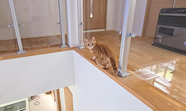 危ないところを歩く子猫