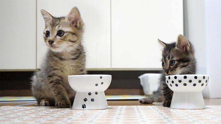 おかわりする子猫達