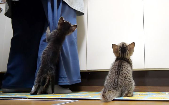 ご飯を催促する子猫達