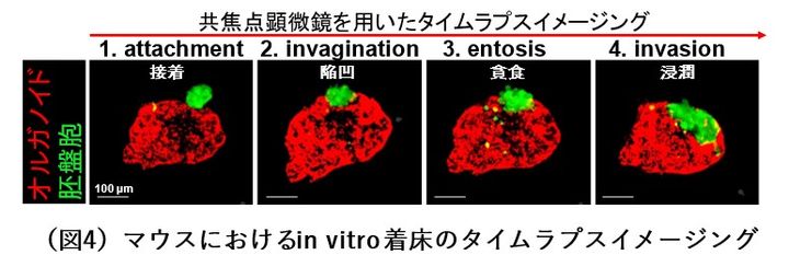着床の４段階をリアルタイムで観察できました