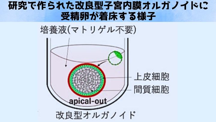 着床は“見えない壁”だった。