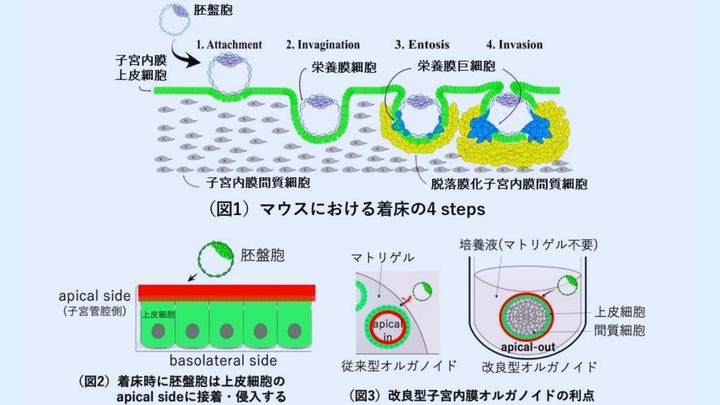 試験管で始まる“命の実況中継”