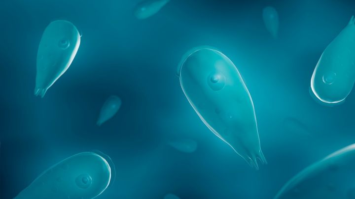 “着ぐるみ”を剥がせ――治療標的としての偽装回路