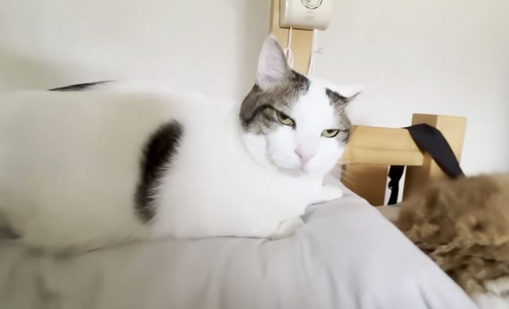 お兄ちゃんの枕を奪う猫