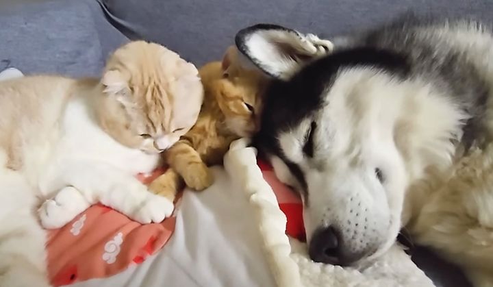 ハスキー犬に寄り添う子猫