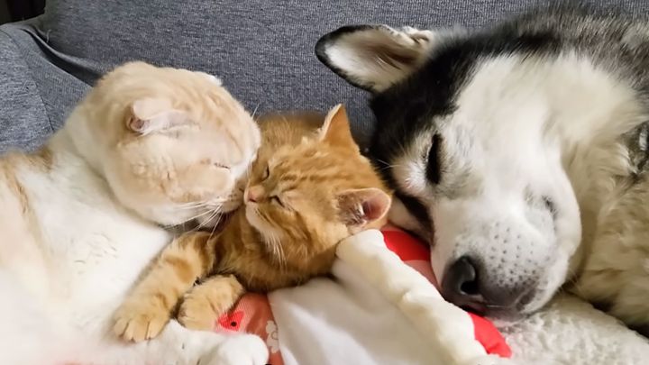 子猫に急接近したハスキー犬