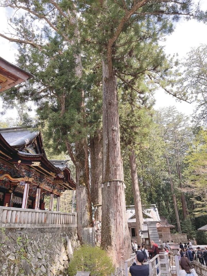 氣をもっとも感じられると言われている御神木