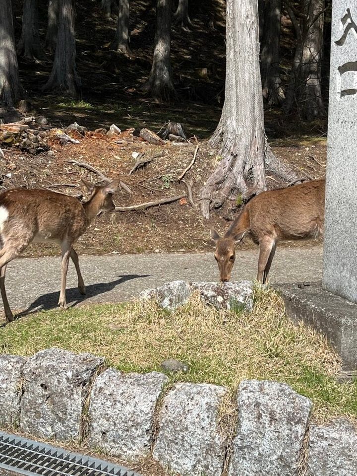 もう1匹、2匹と増えている鹿さん