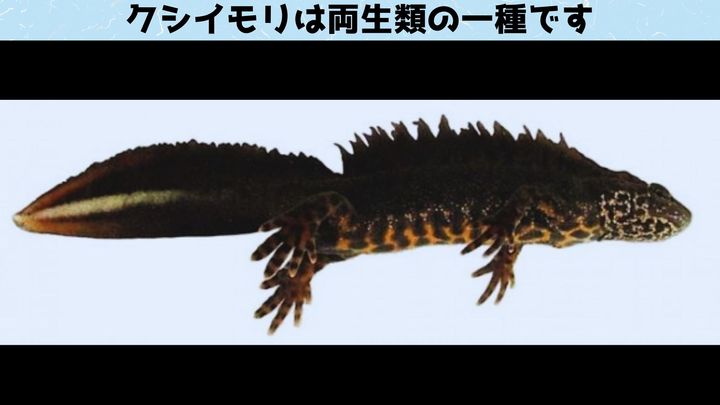 クシイモリの卵の半分が死んでしまう理由 