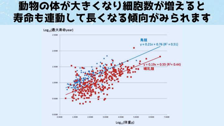 動物の体の大きさと寿命の関係