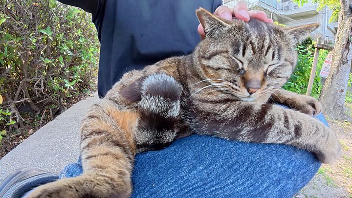 膝の上で撫でられる猫