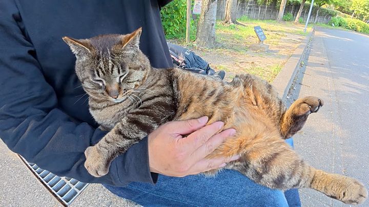 膝の上で寝そべる猫