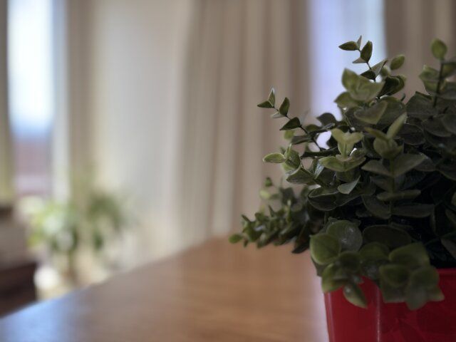 テーブルの上に観葉植物