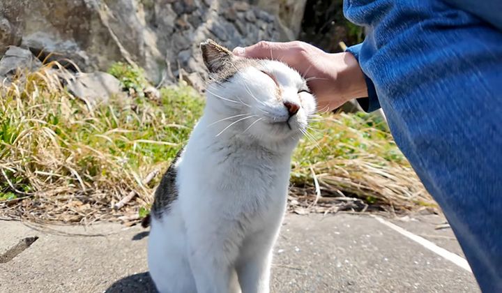 撫でられる猫