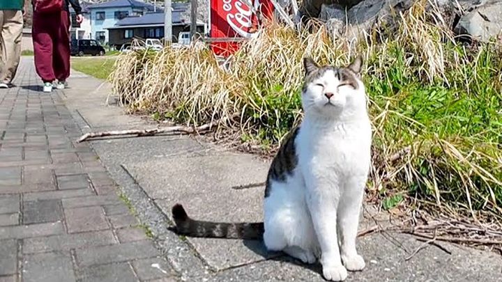 観光客に挨拶する猫