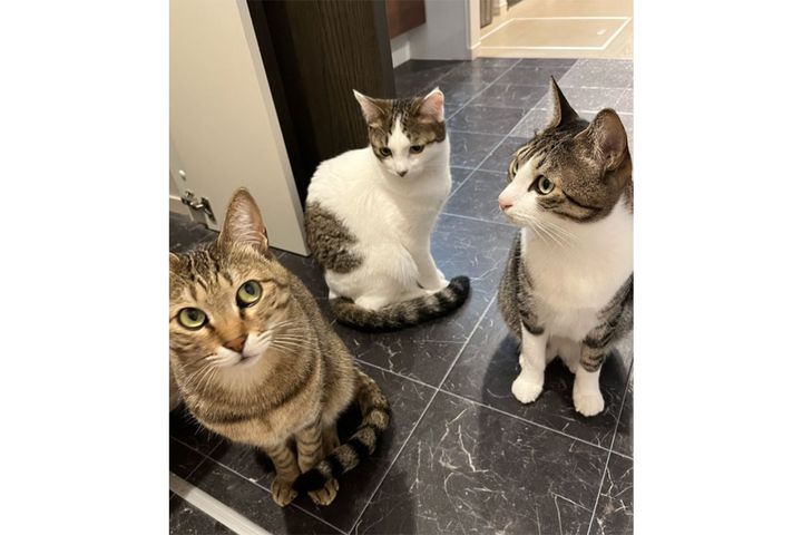 “流行りのAI生成”を使って、猫を人間にしてみたら…／（@to_ra_n_maru）Xより引用