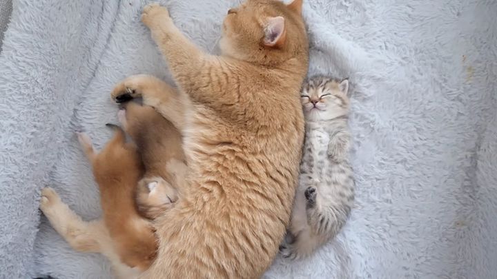 ヘソ天姿で眠る子猫