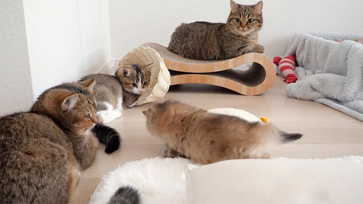 お産箱から出た子猫