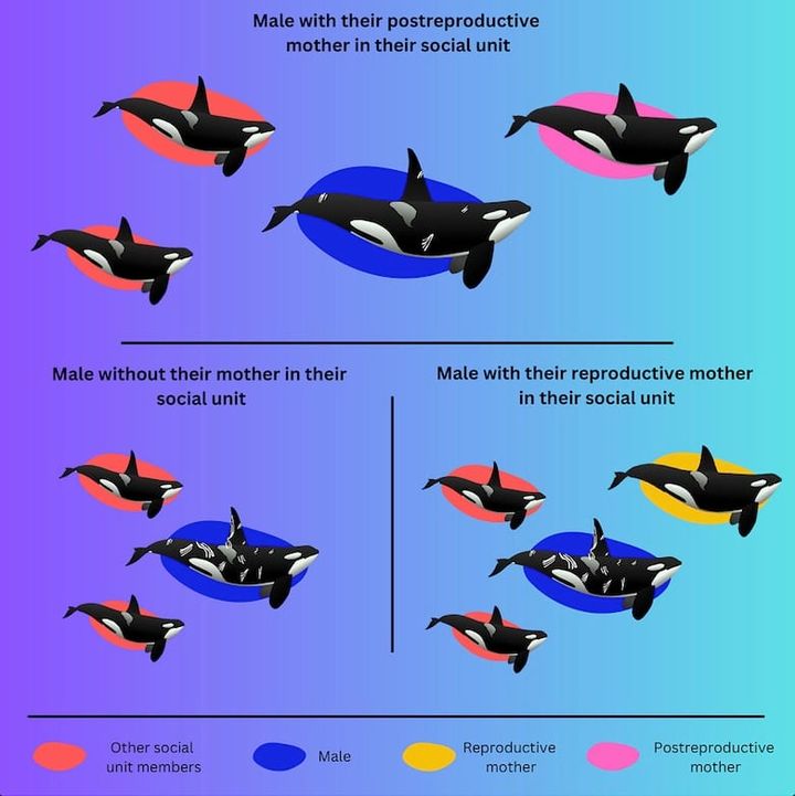 閉経後のメス（ピンク）、繁殖中のメス（黄）、オス（青）、他の個体（オレンジ）