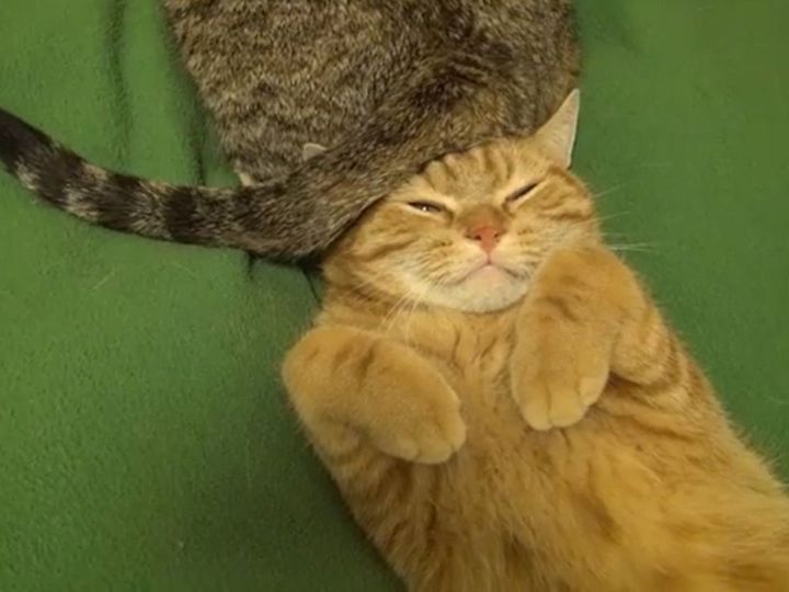 果たして眠れるのか…！