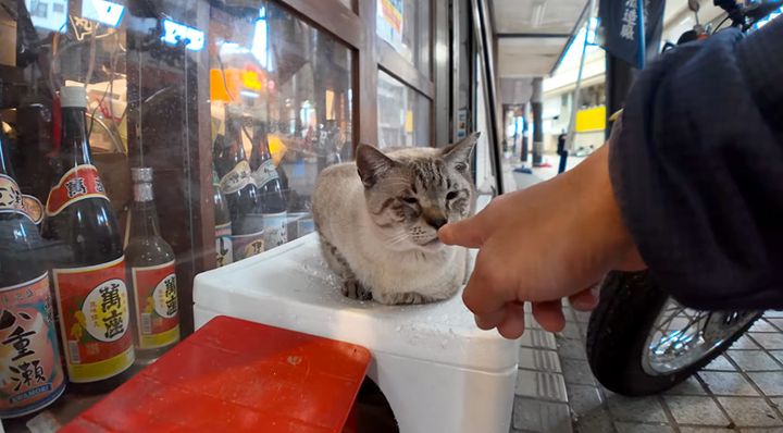 商店街の猫
