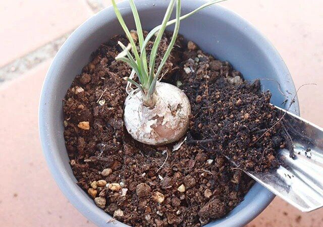 ダイソー プランタースコップ（細） 