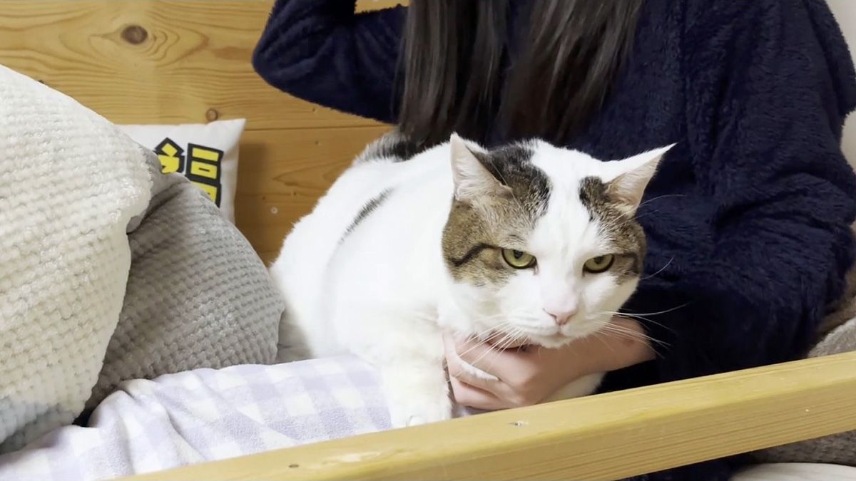 俺はどかない」絶対にお姉ちゃんと一緒に寝ると決めた猫さんが