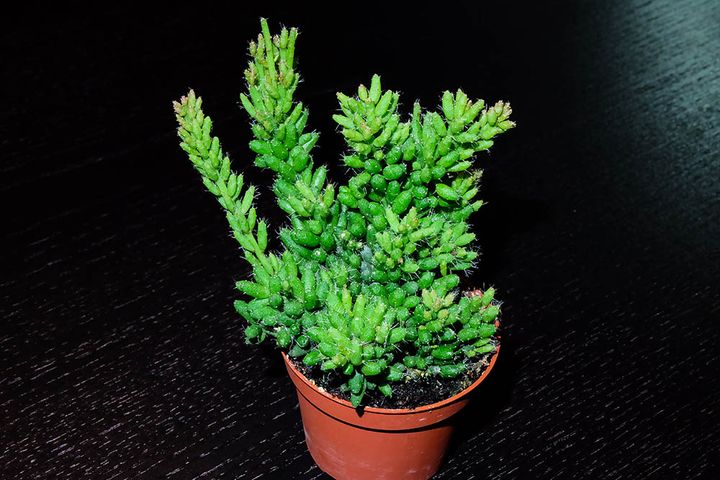 リプサリス・メセンブリアンテモイデス