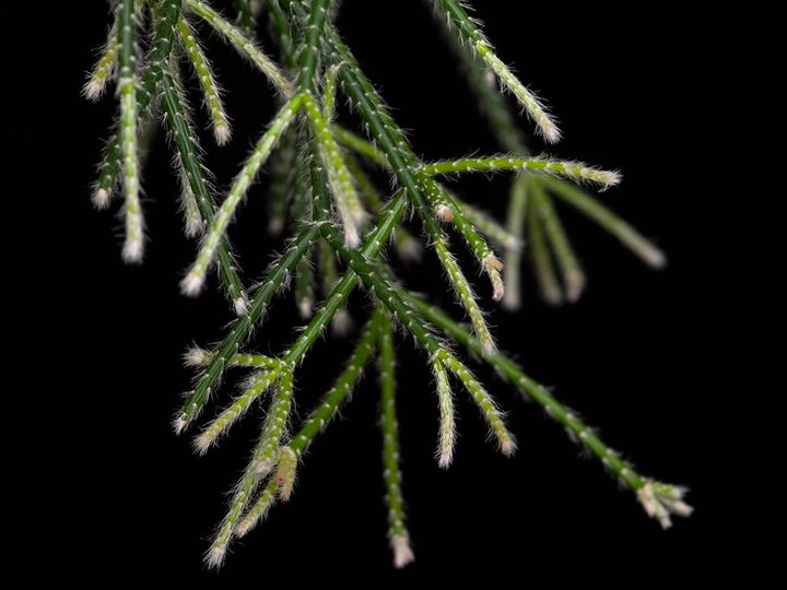 リプサリス・ピロカルパ