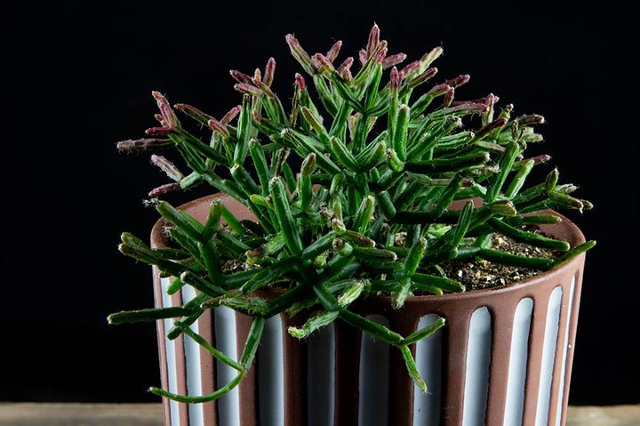 リプサリス・セレウスクラ