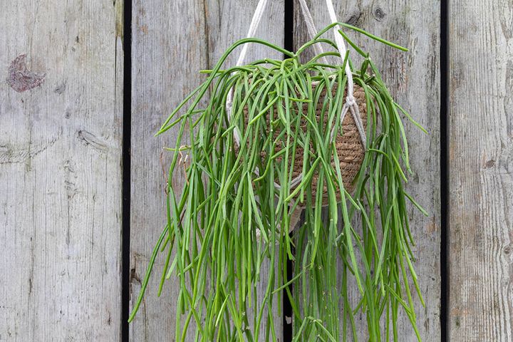 リプサリス・バッキフェラ