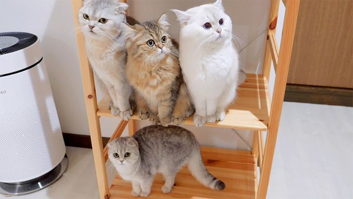 オヤツをおねだりする猫の家族