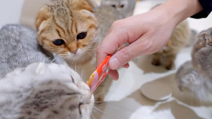 オヤツに夢中の猫達