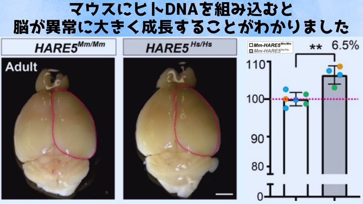 マウスにヒトDNAを組み込むと異常に巨大な脳が成長
