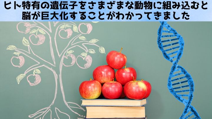 人類だけが“大脳3倍”になった理由を追え！