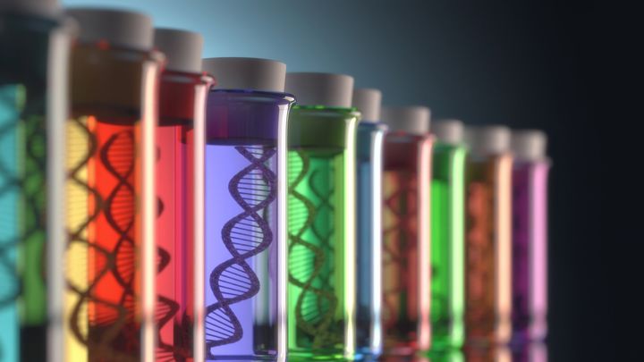 “塩基4つ”で回路まで変わる――脳進化の新シナリオ