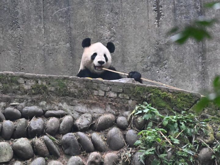 リーリー『はなと毎日パンダの 中国パンダ旅 ～雅安・西安篇～』より抜粋