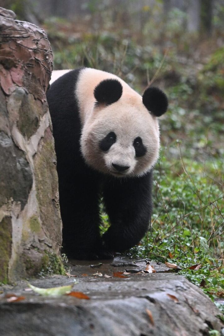 シャンシャン『はなと毎日パンダの 中国パンダ旅 ～雅安・西安篇～』より抜粋