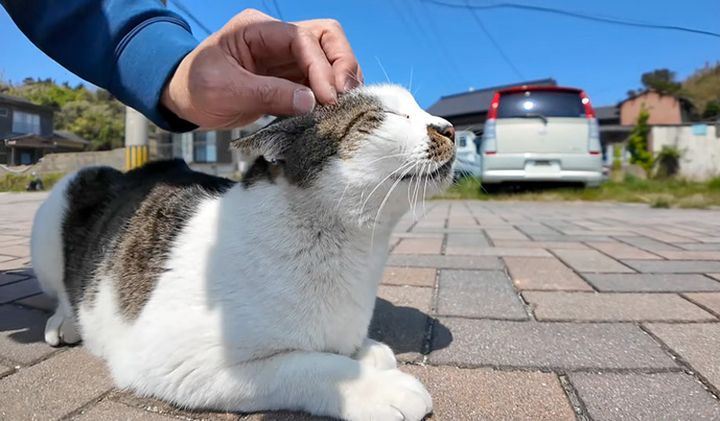 撫でられる猫