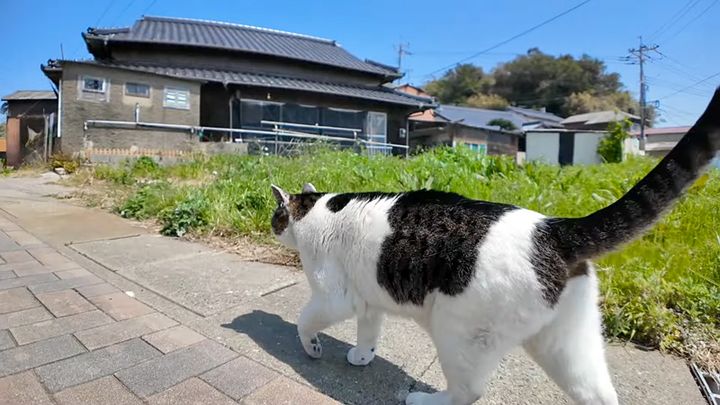 歩く猫