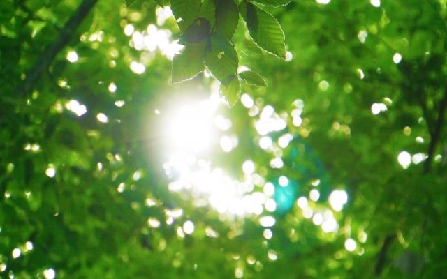木漏れ日
