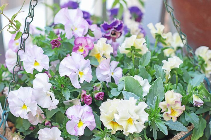 パンジー＆ビオラ