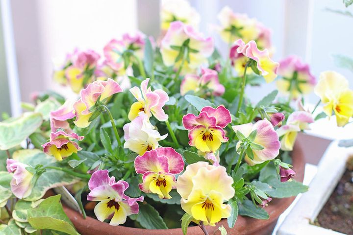 パンジー＆ビオラ