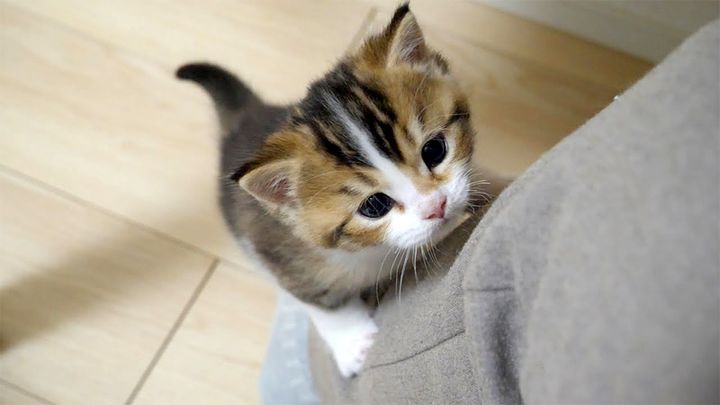 足を登ろうとする子猫